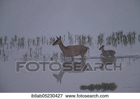 Red deer, female and young, Lausitz, Saxony (Capreolus capreolus), Germany, Europe View Large Photo Image Stock Photo - Red deer, female and young, Lausitz, Saxony (Capreolus capreolus), Germany, Europe. Fotosearch