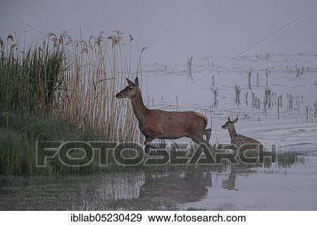Stock Photo - Red deer, female and young, Lausitz, Saxony (Capreolus capreolus), Germany, Europe. Fotosearch