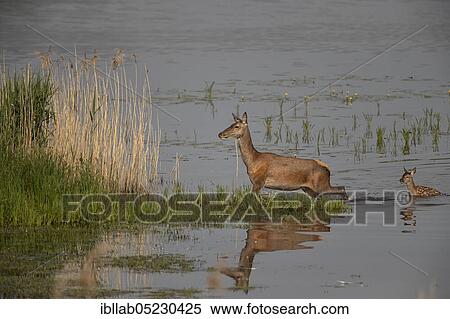 Red deer, female and young, Lausitz, Saxony (Capreolus capreolus), Germany, Europe View Large Photo Image Stock Photography - Red deer, female and young, Lausitz, Saxony (Capreolus capreolus), Germany, Europe. Fotosearch