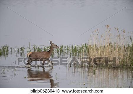 Red deer, female, Lausitz, Saxony (Capreolus capreolus), Germany, Europe View Large Photo Image Stock Image - Red deer, female, Lausitz, Saxony (Capreolus capreolus), Germany, Europe. Fotosearch