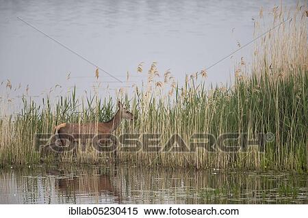 Red deer, female, Lausitz, Saxony (Capreolus capreolus), Germany, Europe View Large Photo Image Stock Photography - Red deer, female, Lausitz, Saxony (Capreolus capreolus), Germany, Europe. Fotosearch