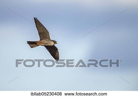 Red-footed Falcon, Lusatia, Saxony (Capreolus capreolus), Germany, Europe View Large Photo Image Stock Photo - Red-footed Falcon, Lusatia, Saxony (Capreolus capreolus), Germany, Europe. Fotosearch