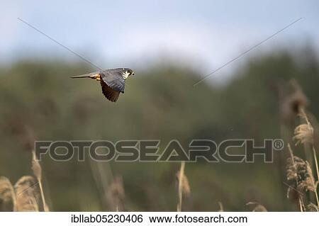 Red-footed Falcon, Lusatia, Saxony (Capreolus capreolus), Germany, Europe View Large Photo Image Stock Photograph - Red-footed Falcon, Lusatia, Saxony (Capreolus capreolus), Germany, Europe. Fotosearch
