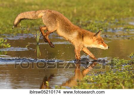 Red fox, North Holland, Netherlands View Large Photo Image Picture - Red fox, North Holland, Netherlands. Fotosearch
