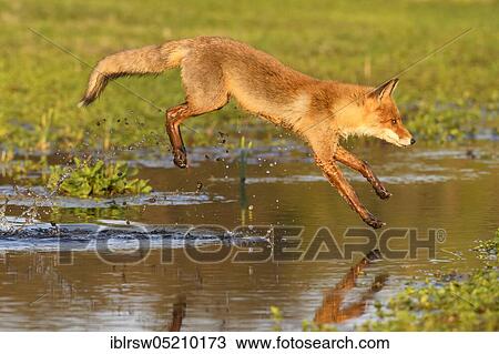 Stock Image - Red fox, North Holland, Netherlands. Fotosearch