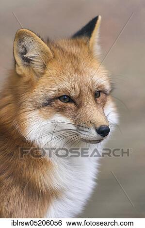 Red fox (Vulpes vulpes) Lower Saxony, Germany, Europe View Large Photo Image Stock Photograph - Red fox (Vulpes vulpes) Lower Saxony, Germany, Europe. Fotosearch