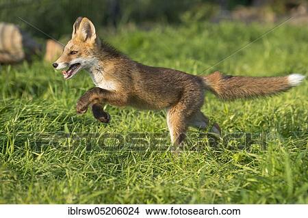Picture - Red fox (Vulpes vulpes), Young animal, Lower Saxony, Germany, Europe. Fotosearch