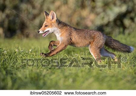 Stock Image - Red fox (Vulpes vulpes) young animal. Fotosearch