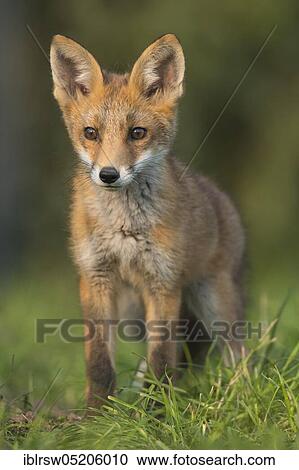 Red fox (Vulpes vulpes), Young animal, Lower Saxony, Germany, Europe View Large Photo Image Stock Image - Red fox (Vulpes vulpes), Young animal, Lower Saxony, Germany, Europe. Fotosearch