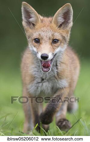 Red fox (Vulpes vulpes), Young animal, Lower Saxony, Germany, Europe View Large Photo Image Stock Image - Red fox (Vulpes vulpes), Young animal, Lower Saxony, Germany, Europe. Fotosearch