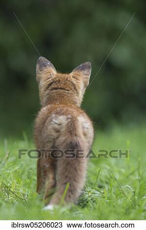 Red fox (Vulpes vulpes), Young animal, Lower Saxony, Germany, Europe View Large Photo Image Stock Image - Red fox (Vulpes vulpes), Young animal, Lower Saxony, Germany, Europe. Fotosearch
