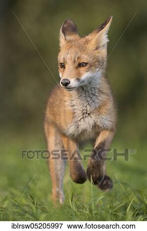Stock Photo - Red fox (Vulpes vulpes), Young animal, Lower Saxony, Germany, Europe. Fotosearch