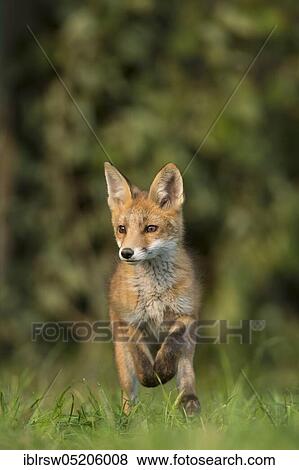 Stock Photo - Red fox (Vulpes vulpes), Young animal, Lower Saxony, Germany, Europe. Fotosearch