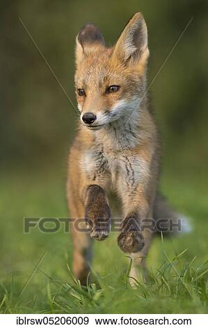 Red fox (Vulpes vulpes), Young animal, Lower Saxony, Germany, Europe View Large Photo Image Stock Photo - Red fox (Vulpes vulpes), Young animal, Lower Saxony, Germany, Europe. Fotosearch