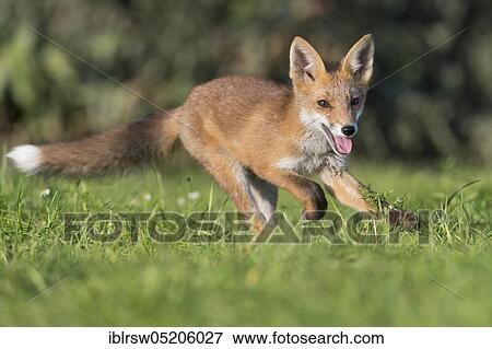 Stock Photo - Red fox (Vulpes vulpes), Young animal, Lower Saxony, Germany, Europe. Fotosearch