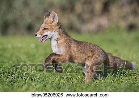 Stock Photograph - Red fox (Vulpes vulpes), Young animal, Lower Saxony, Germany, Europe. Fotosearch
