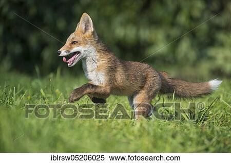Stock Photography - Red fox (Vulpes vulpes), Young animal, Lower Saxony, Germany, Europe. Fotosearch