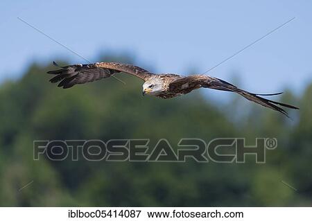 Red kite (Milvus milvus), Lower Saxony, Germany, Europe View Large Photo Image Stock Photo - Red kite (Milvus milvus), Lower Saxony, Germany, Europe. Fotosearch
