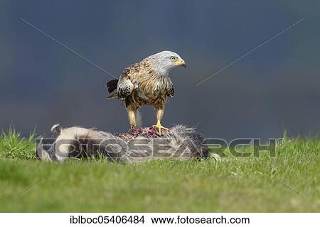 Red kite (Milvus milvus), Mecklenburg-Vorpommern, Germany, Europe View Large Photo Image Picture - Red kite (Milvus milvus), Mecklenburg-Vorpommern, Germany, Europe. Fotosearch