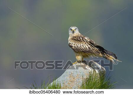 Stock Image - Red kite (Milvus milvus), Mecklenburg-Vorpommern, Germany, Europe. Fotosearch