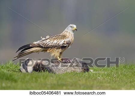 Red kite (Milvus milvus), Mecklenburg-Vorpommern, Germany, Europe View Large Photo Image Stock Image - Red kite (Milvus milvus), Mecklenburg-Vorpommern, Germany, Europe. Fotosearch