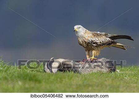 Red kite (Milvus milvus), Mecklenburg-Vorpommern, Germany, Europe View Large Photo Image Stock Image - Red kite (Milvus milvus), Mecklenburg-Vorpommern, Germany, Europe. Fotosearch