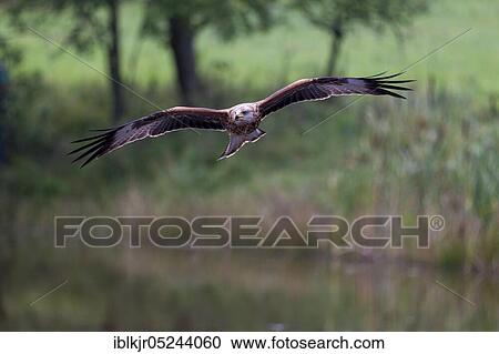 Red Kite (Milvus milvus) View Large Photo Image Stock Image - Red Kite (Milvus milvus). Fotosearch