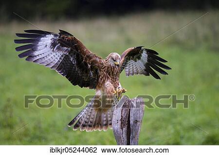 Red Kite (Milvus milvus) View Large Photo Image Stock Image - Red Kite (Milvus milvus). Fotosearch