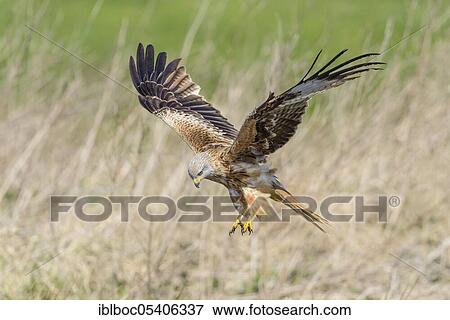 Red kite (Milvus milvus), Mecklenburg-Vorpommern, Germany, Europe View Large Photo Image Stock Photo - Red kite (Milvus milvus), Mecklenburg-Vorpommern, Germany, Europe. Fotosearch