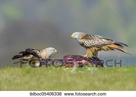 Red kite (Milvus milvus), Mecklenburg-Vorpommern, Germany, Europe View Large Photo Image Stock Photo - Red kite (Milvus milvus), Mecklenburg-Vorpommern, Germany, Europe. Fotosearch