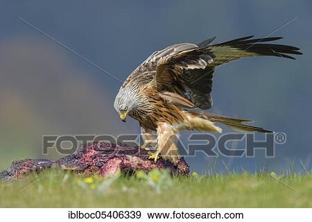 Red kite (Milvus milvus), Mecklenburg-Vorpommern, Germany, Europe View Large Photo Image Stock Photo - Red kite (Milvus milvus), Mecklenburg-Vorpommern, Germany, Europe. Fotosearch