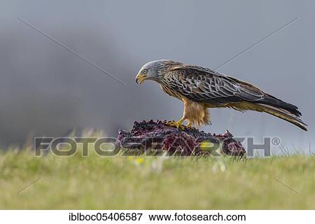 Stock Photo - Red kite (Milvus milvus), Mecklenburg-Vorpommern, Germany, Europe. Fotosearch