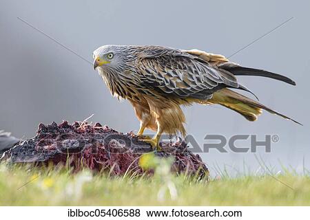 Red kite (Milvus milvus), Mecklenburg-Vorpommern, Germany, Europe View Large Photo Image Stock Photo - Red kite (Milvus milvus), Mecklenburg-Vorpommern, Germany, Europe. Fotosearch