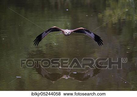 Stock Photo - Red Kite (Milvus milvus). Fotosearch