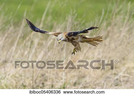 Stock Photograph - Red kite (Milvus milvus), Mecklenburg-Vorpommern, Germany, Europe. Fotosearch