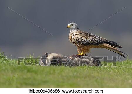 Stock Photograph - Red kite (Milvus milvus), Mecklenburg-Vorpommern, Germany, Europe. Fotosearch