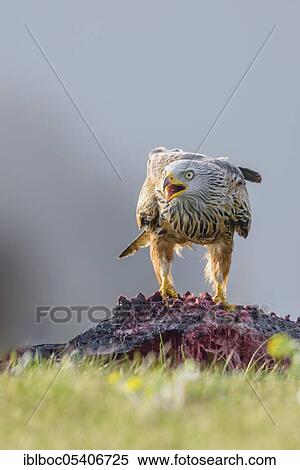Red kite (Milvus milvus), Mecklenburg-Vorpommern, Germany, Europe View Large Photo Image Stock Photography - Red kite (Milvus milvus), Mecklenburg-Vorpommern, Germany, Europe. Fotosearch