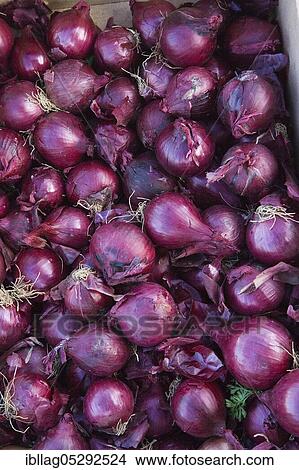 Red onions (Allium cepa) at the vegetable market View Large Photo Image Picture - Red onions (Allium cepa) at the vegetable market. Fotosearch