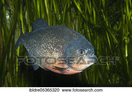 Red piranha, Piranha vermelha, Brazil, South America View Large Photo Image Stock Image - Red piranha, Piranha vermelha, Brazil, South America. Fotosearch