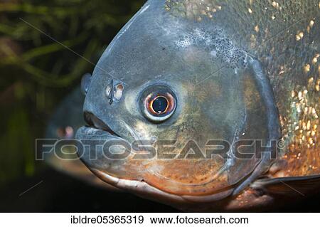 Red piranha, Piranha vermelha, Brazil, South America View Large Photo Image Stock Photo - Red piranha, Piranha vermelha, Brazil, South America. Fotosearch