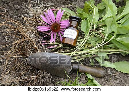 Stock Image - Red Purple Cone flower (Echinacea purpurea), shovel. Fotosearch
