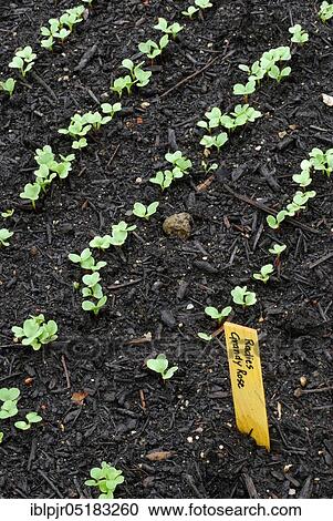 Stock Image - Red Radish (Raphanus sativus var. sativus) young plants in bed, variety Grandy Rose. Fotosearch