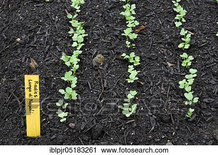 Red Radish (Raphanus sativus var. sativus) young plants in bed, variety Lungo di Napoli View Large Photo Image Stock Image - Red Radish (Raphanus sativus var. sativus) young plants in bed, variety Lungo di Napoli. Fotosearch