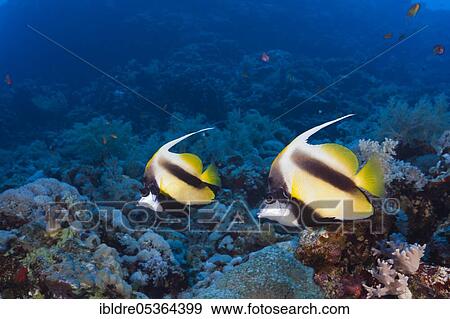 Red Sea bannerfishes (Heniochus intermedius), Rocky Island, Red Sea, Egypt, Africa View Large Photo Image Stock Photo - Red Sea bannerfishes (Heniochus intermedius), Rocky Island, Red Sea, Egypt, Africa. Fotosearch
