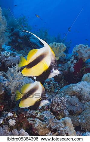 Stock Photograph - Red Sea bannerfishes (Heniochus intermedius), Rocky Island, Red Sea, Egypt, Africa. Fotosearch