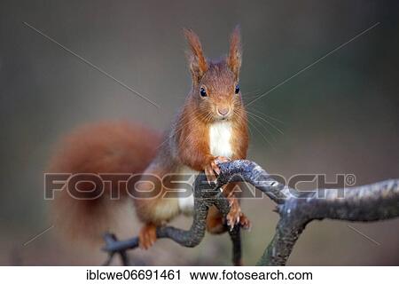 Red squirrel (Sciurus vulgaris), February, Lower Rhine, North Rhine-Westphalia, Germany, Europe View Large Photo Image Stock Image - Red squirrel (Sciurus vulgaris), February, Lower Rhine, North Rhine-Westphalia, Germany, Europe. Fotosearch