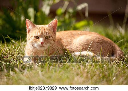 Red tabby cat lying on a lawn View Large Photo Image Stock Photo - Red tabby cat lying on a lawn. Fotosearch
