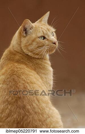 Red tabby house cat View Large Photo Image Stock Image - Red tabby house cat. Fotosearch