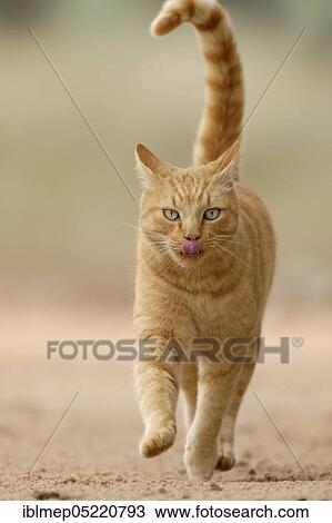 Stock Image - Red tabby house cat. Fotosearch