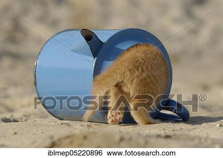 Red tabby kitten hiding in old blue enamel watering can View Large Photo Image Stock Photograph - Red tabby kitten hiding in old blue enamel watering can. Fotosearch